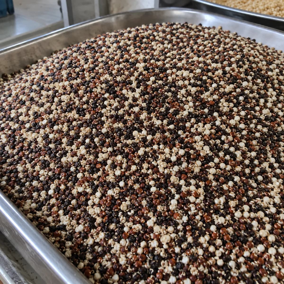 White, red and dark quinoa seeds supplied in bulk