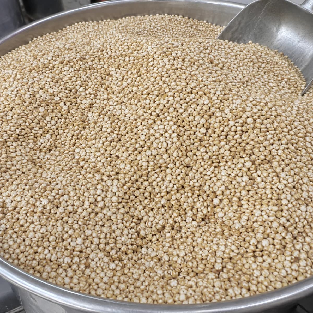 Bulk raw white quinoa seeds in a stainless steel tray