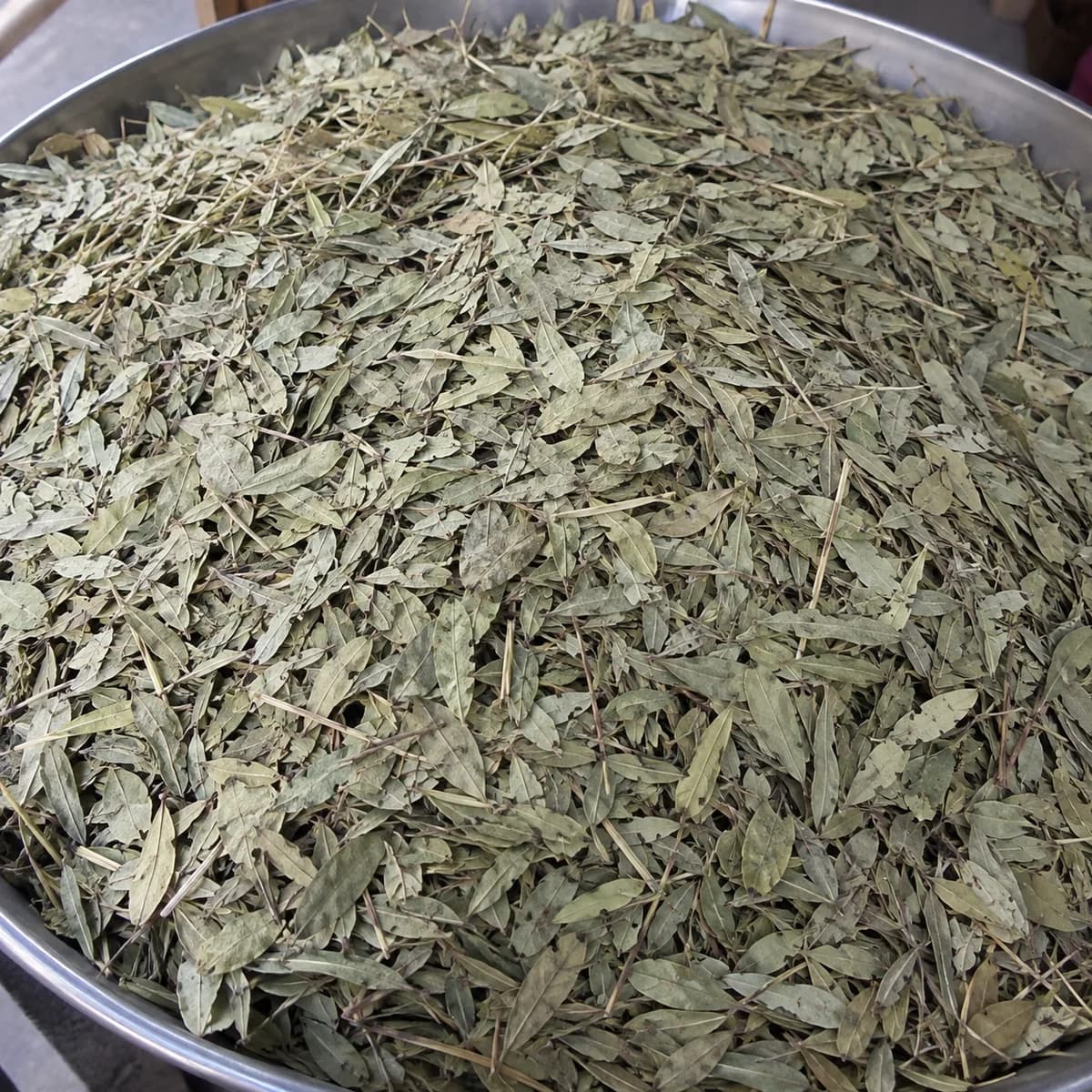 Bulk dried grey-green senna leaflets and small stems