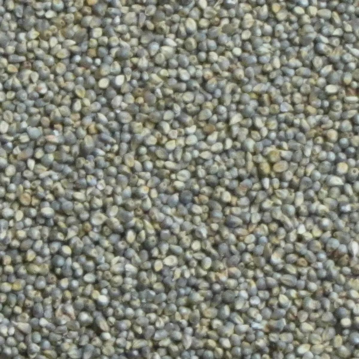 Pearl Millet (Bajra)