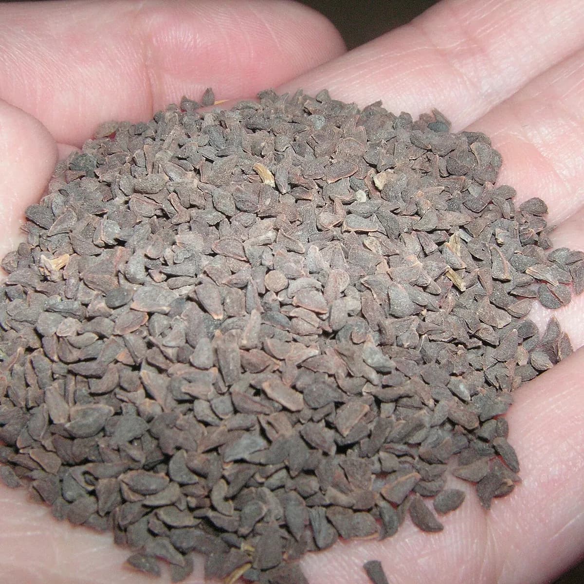 Harmal Seeds