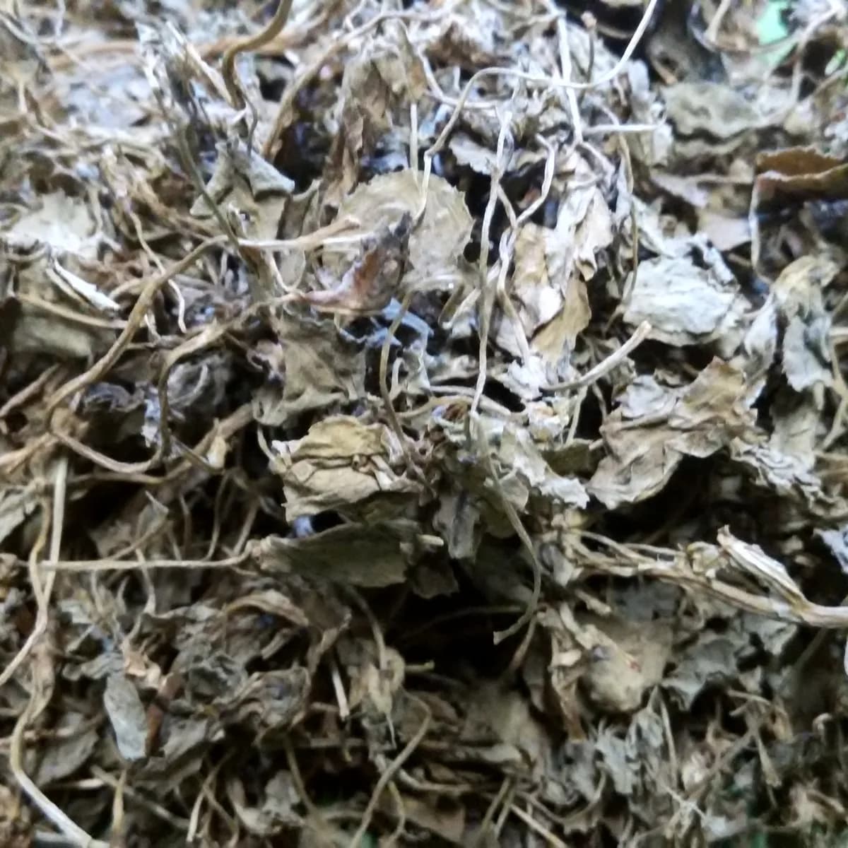 قصوری میتھی