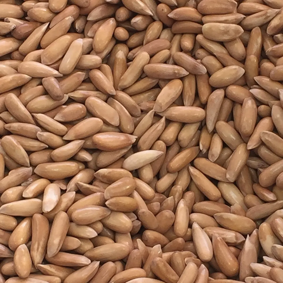 Pine Nuts in Shell (Chilgoza Sabut)