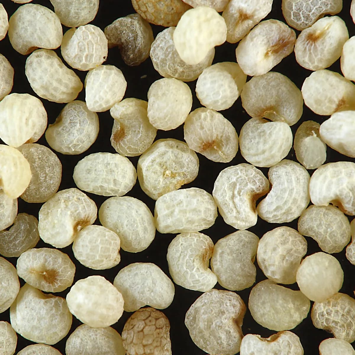 Poppy Seeds (Khashkhash)