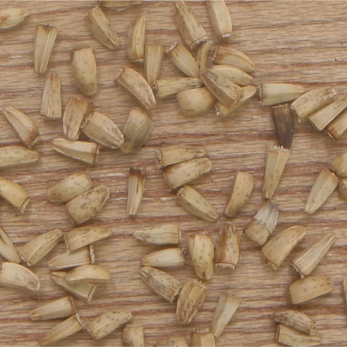 Chicory Seeds (Tukhm Kasni)