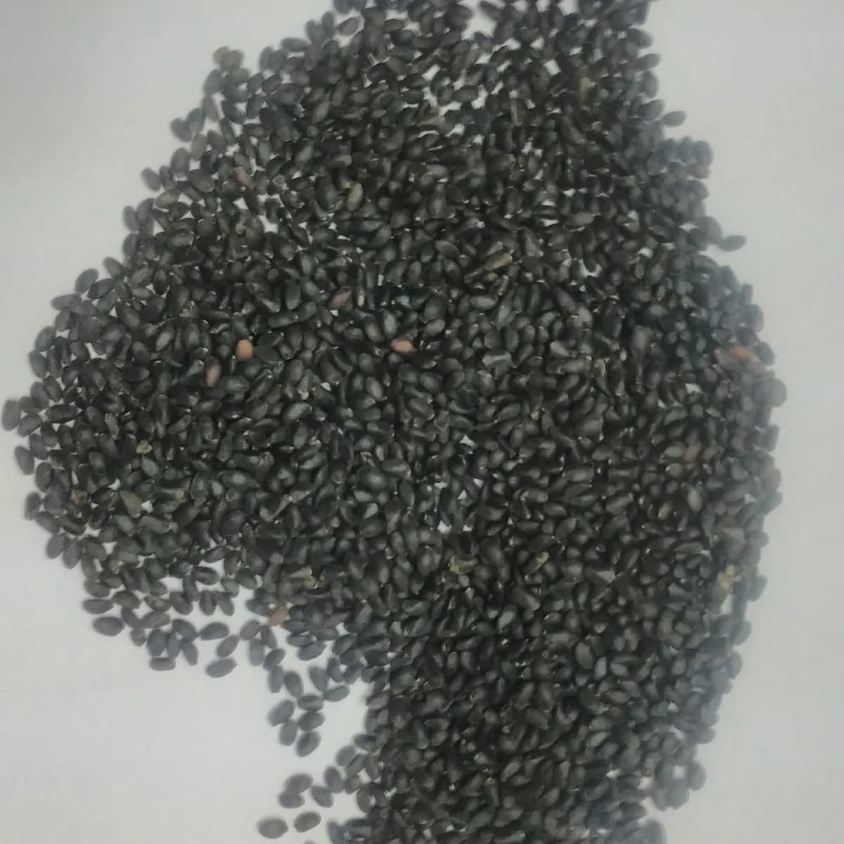 Basil Seeds (Tukhm Malanga)