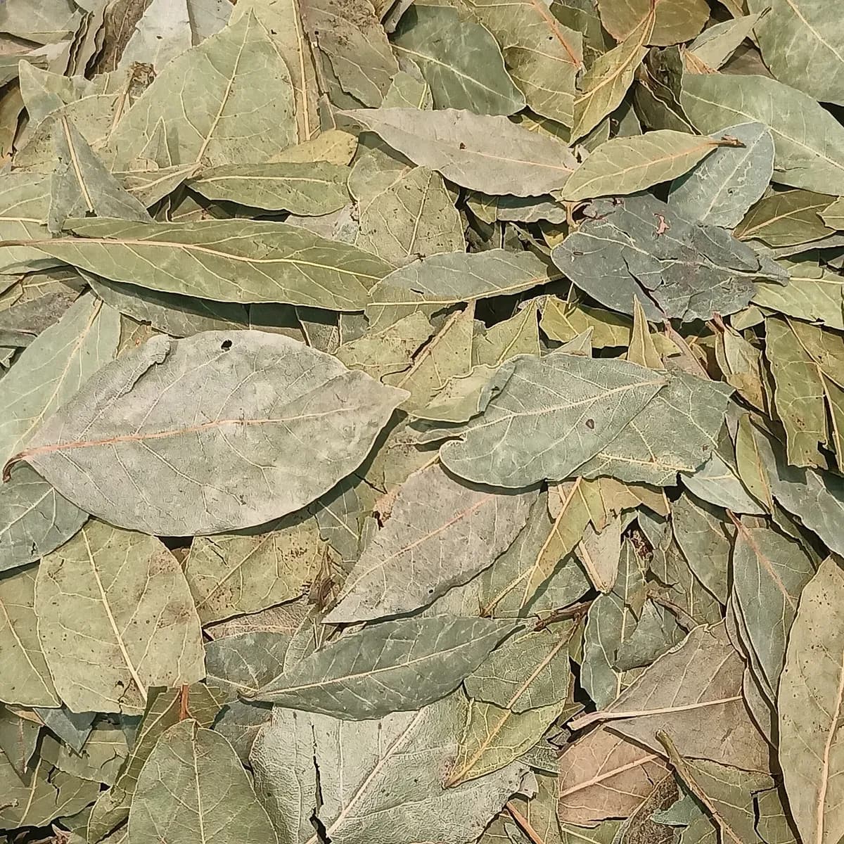 Bay Leaves (Tez Patta)