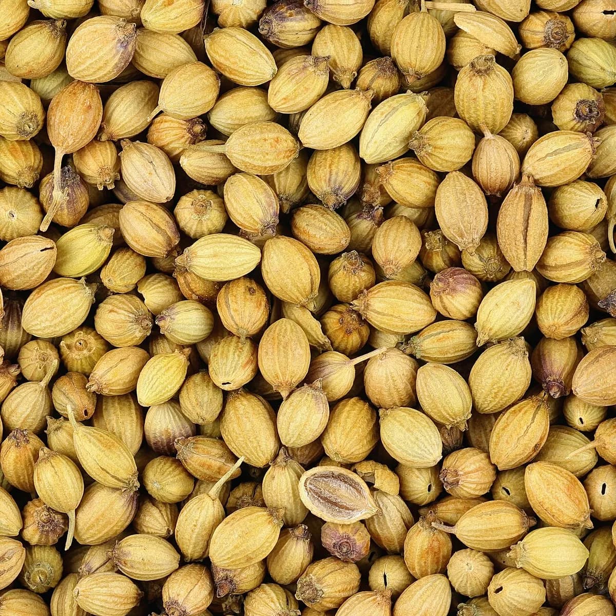 Coriander Seeds (Sukkur)