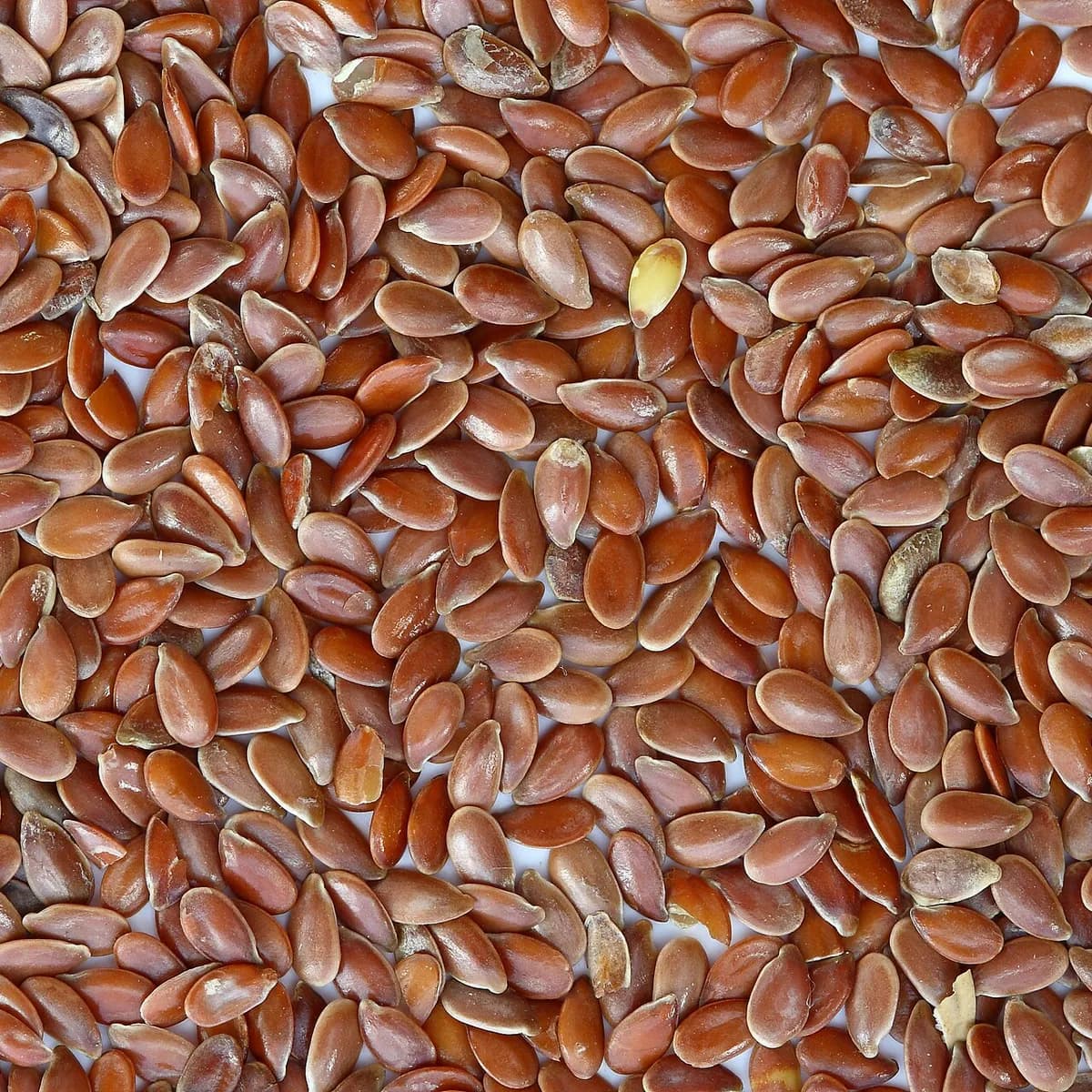 Flax Seeds (Alsi)