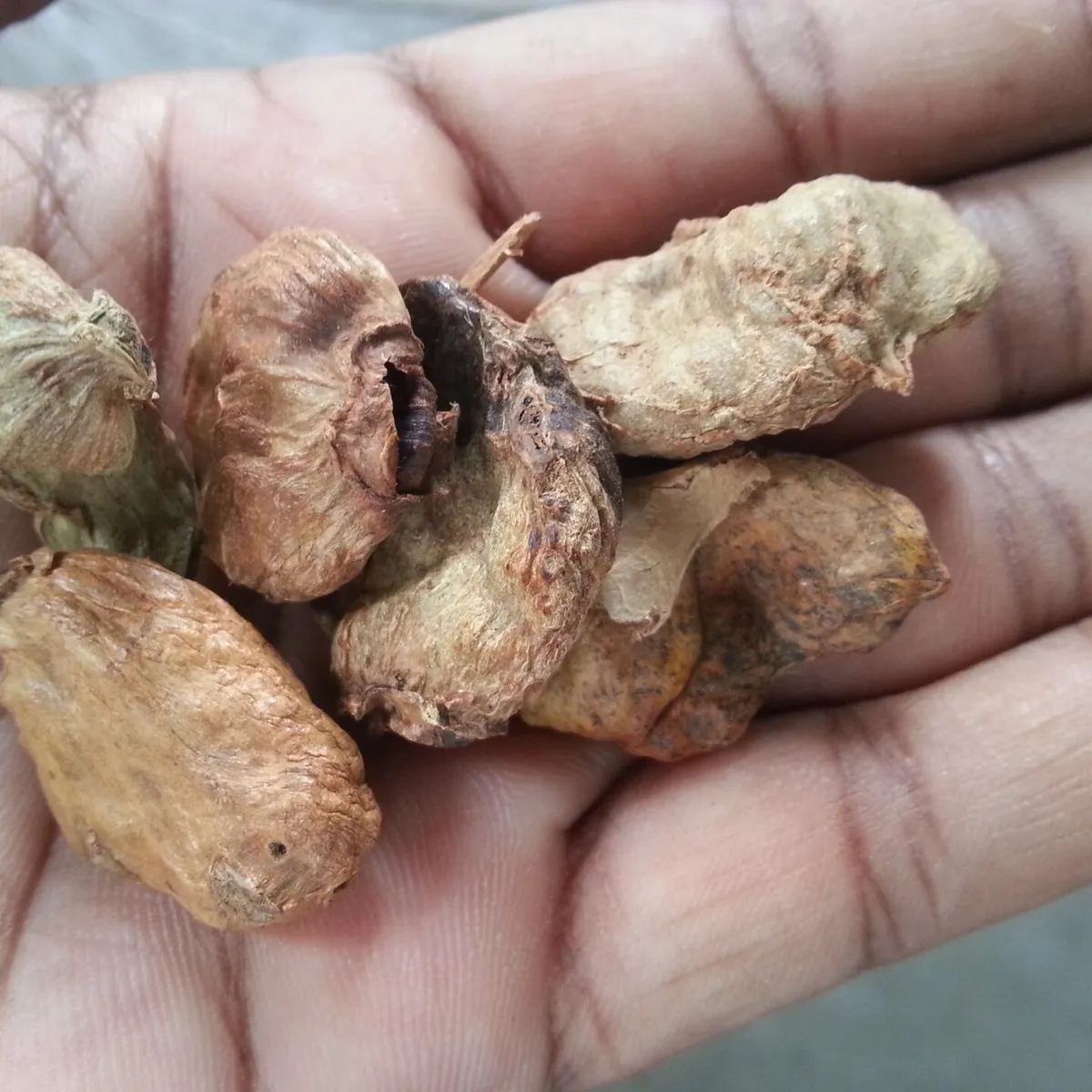 کاکڑا سنگھی