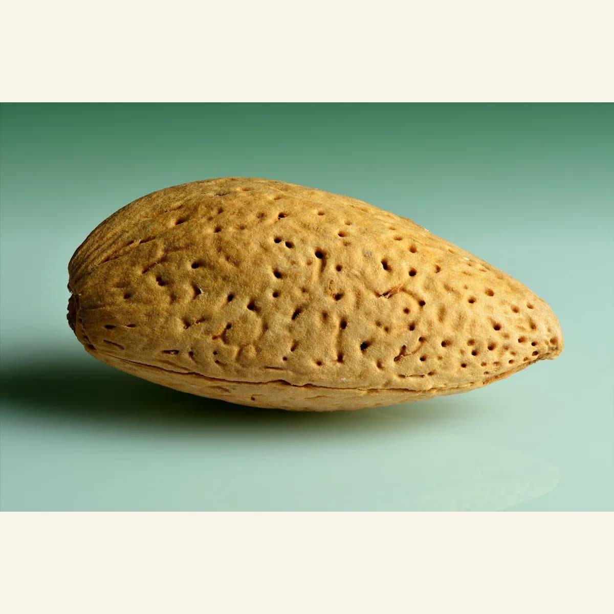 Katha Almonds in Shell