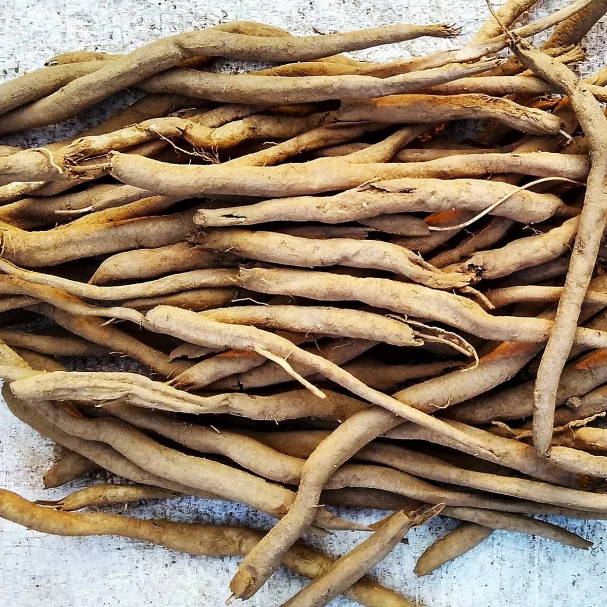 Safed Musli