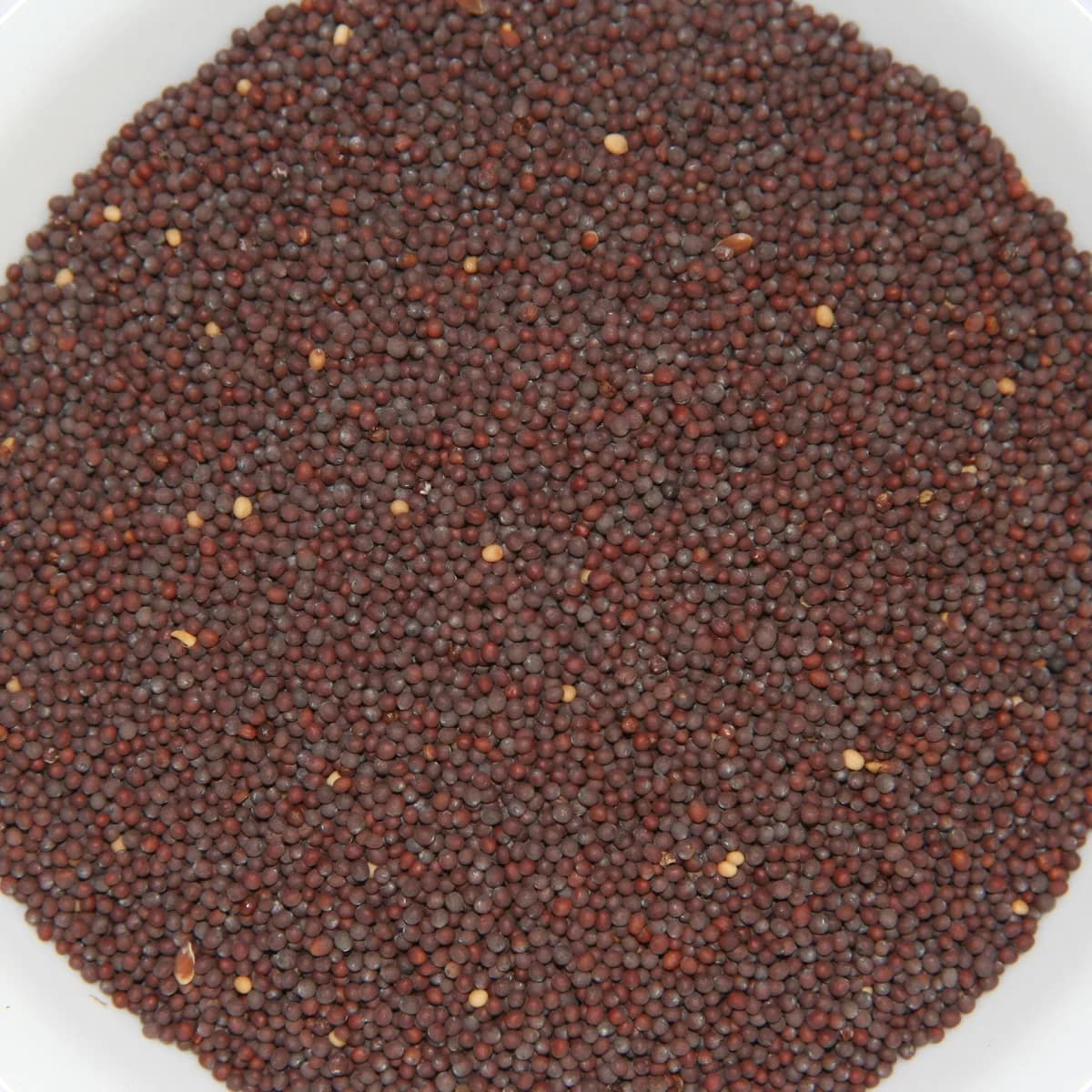 Mustard Seeds Moti (Rai Big)