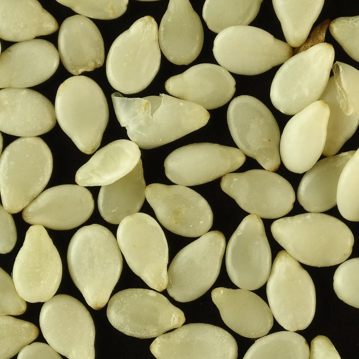Sesame Seeds White (Til Safaid)